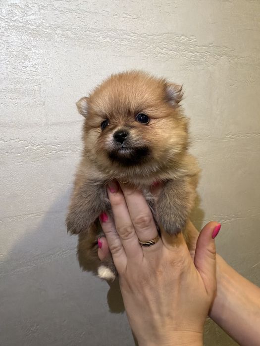 Pomeranian szpic miniaturowy