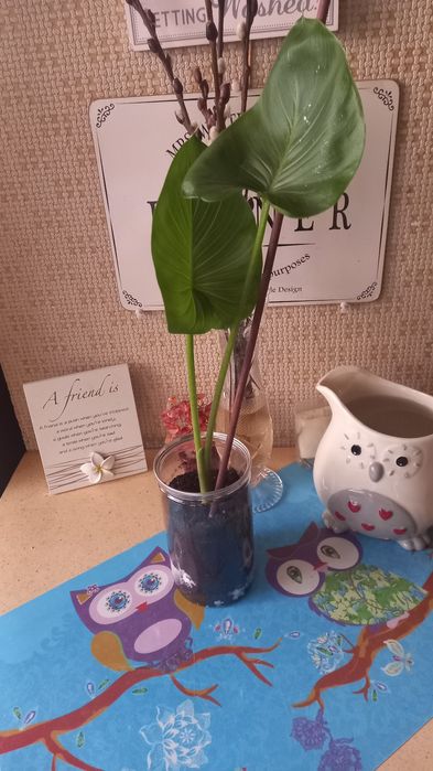 Калла эфиопская белого цвета