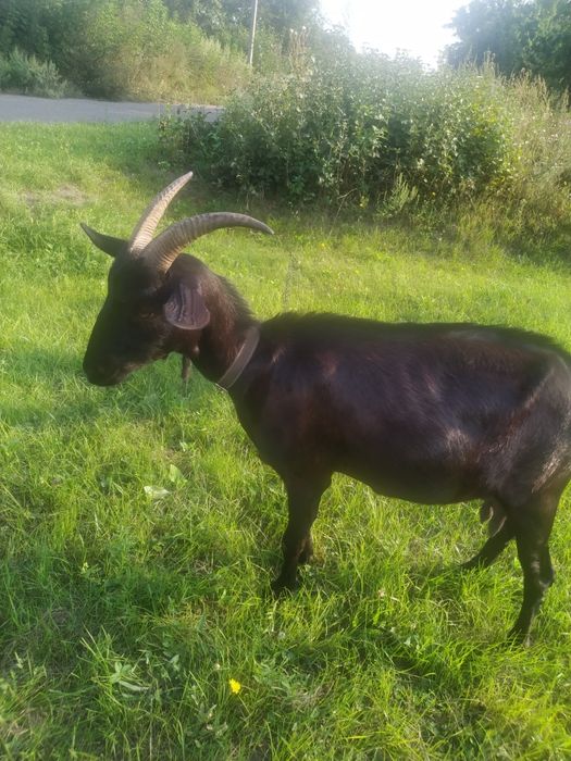 Кози шукають дім