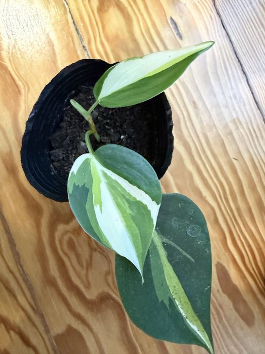Philodendron Cream Splash