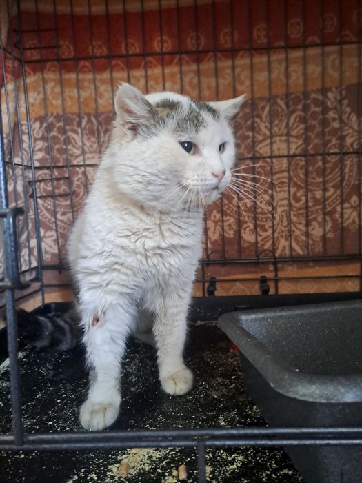 Отдам белого кота