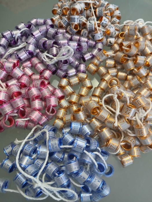 Obrączki dla gołębi pocztowych 2026