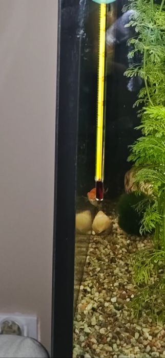 Akwarium 240L diversa + nowa szafka stan idelany