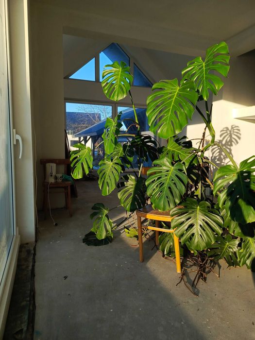 Monstera gigant wysokość ok. 2metry