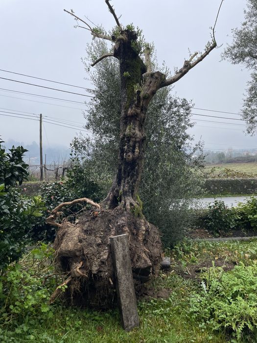 Oliveira ornamental com mais de 100 anos