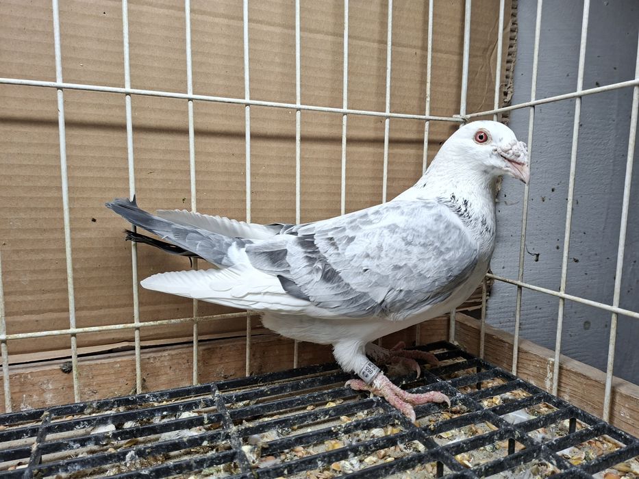 Gołębie Staropolskie