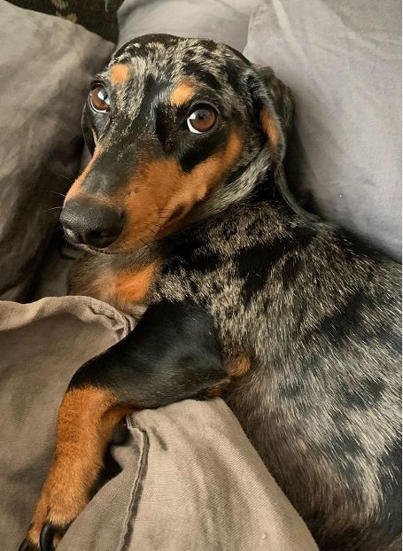 Цуцики такси мрамор