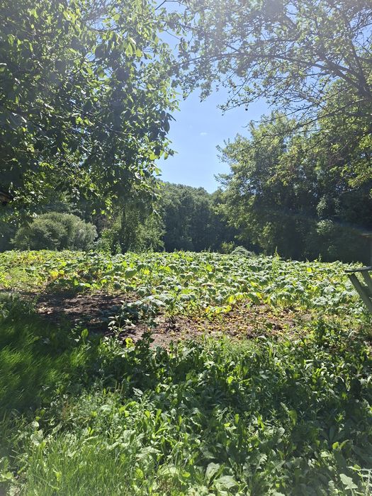 Продається будинок село Мошурів, Звенигородського району, Черкаська області.