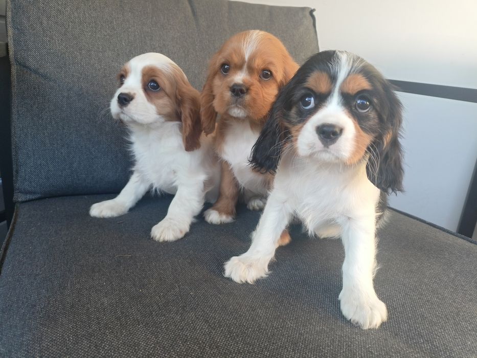 Cavalier King Charles Spaniel - pies !