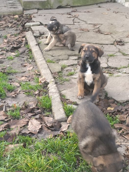 Віддам цуценят в хороші руки.