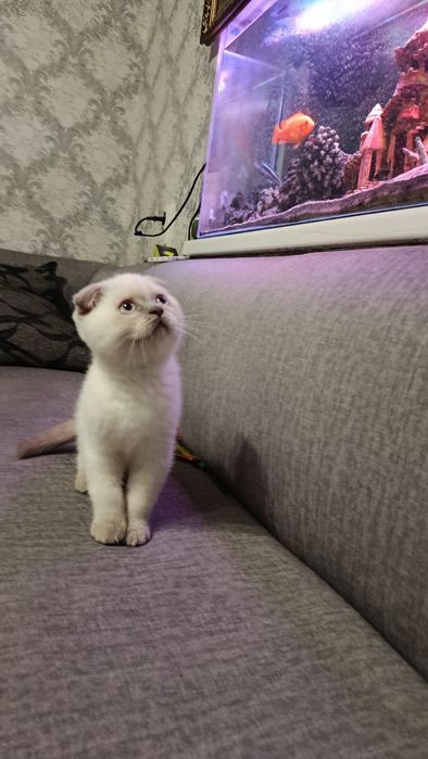 Продам кошеня скотіш фолд  колор поїнт блу