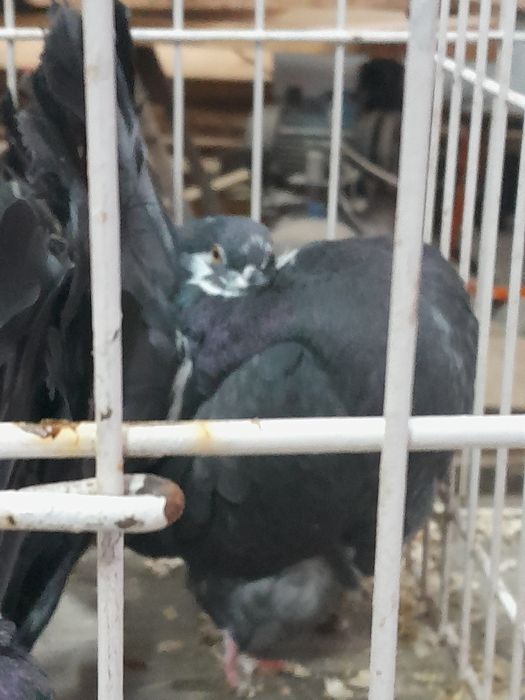 Para pawiki nowy typ