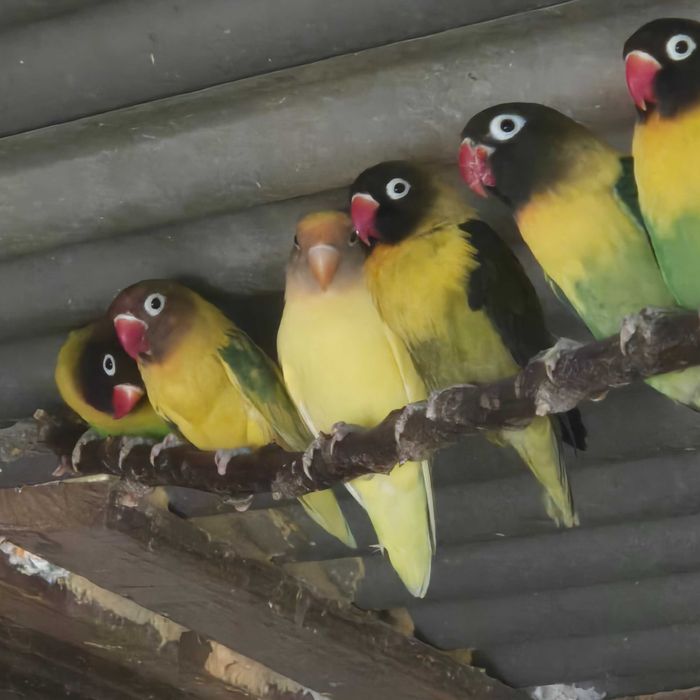 Agapornis fischeri, personatas e roseicollis