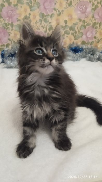 Котятки    мейн-кунятки- лучший подарок