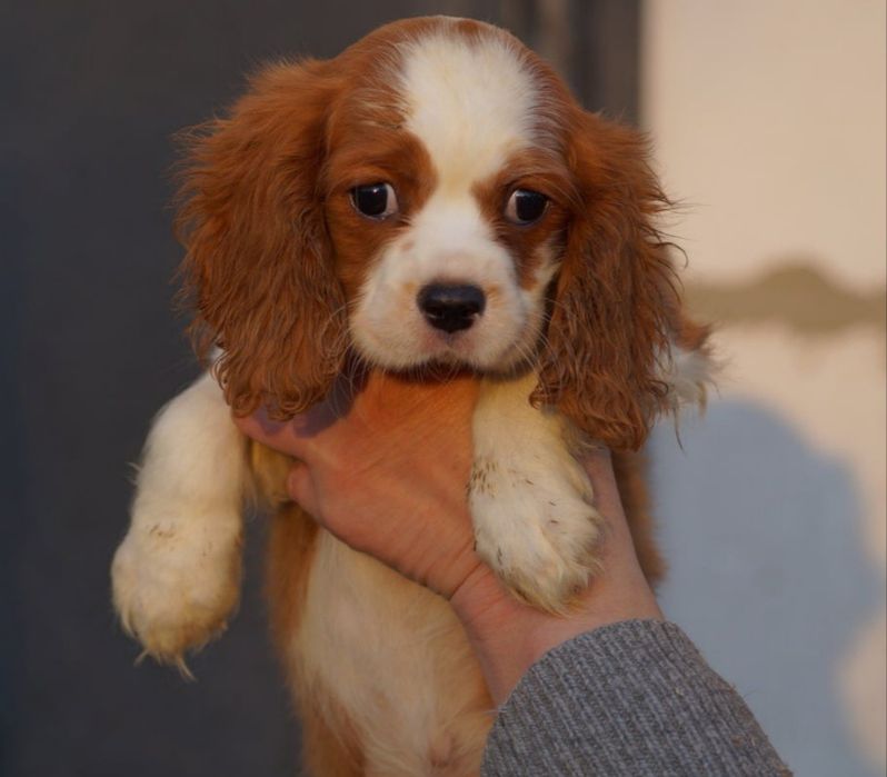 Кавалер Кинг Чарльз Спаниель ККЧС