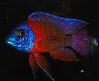 GB MALAWI Pyszczak Aulonocara Maleri Red Burgund