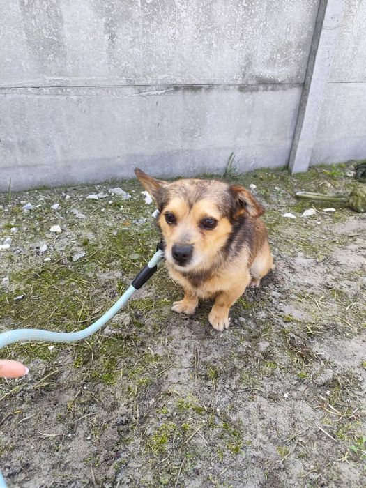 Ozzy maluch 3 lata 4 kilogramy