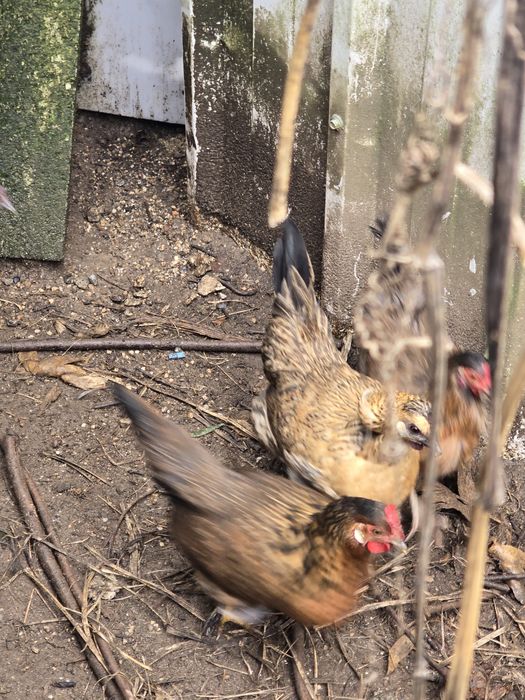 Três garnizes para venda