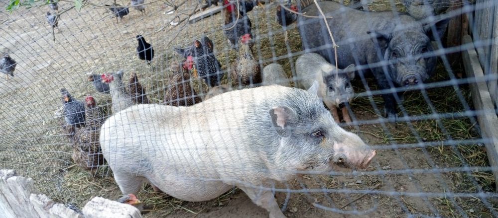 Продаю кабана осеменітеля корея-вєтнамский.