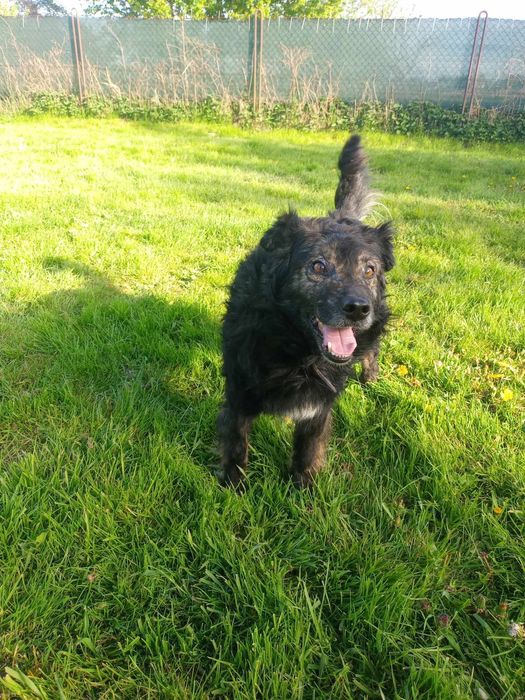 Kochany psiak szuka domu