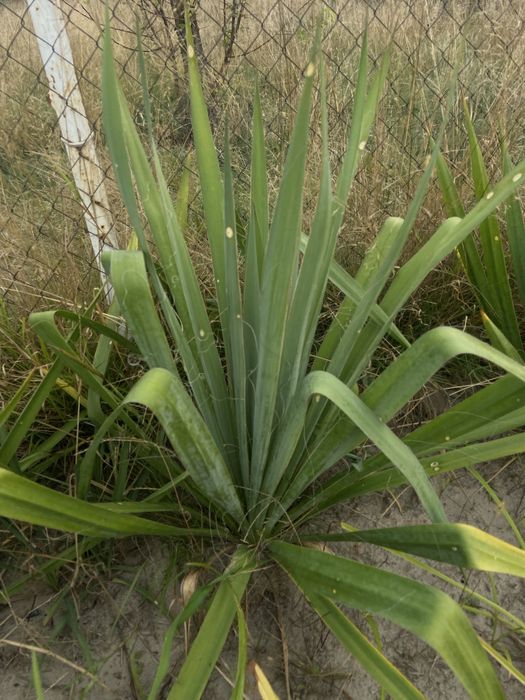 Вуличні і домашні рослинки, все по 50 гр.