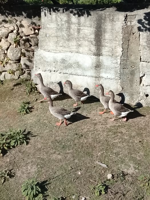 Gansos muito bonitos