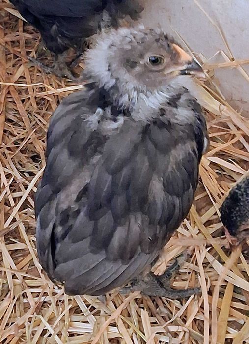 (Genes de ovos verdes)  Olive egger