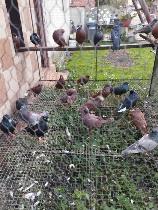 Gołębie,pawik,garłacz