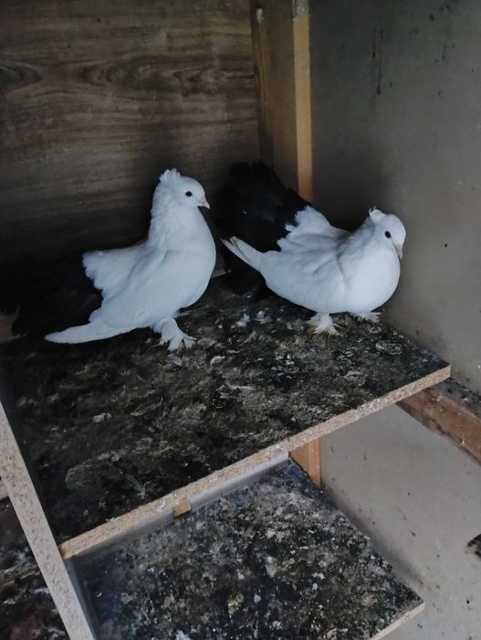 Sprzedam pawiki indyjskie