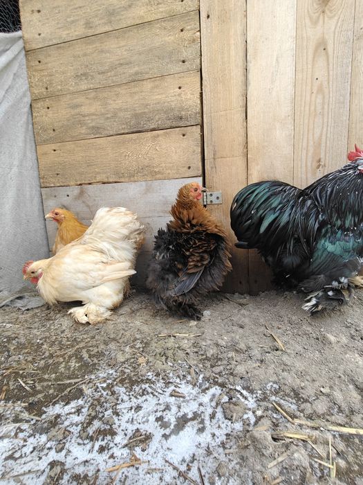 Silki kochin karzełek