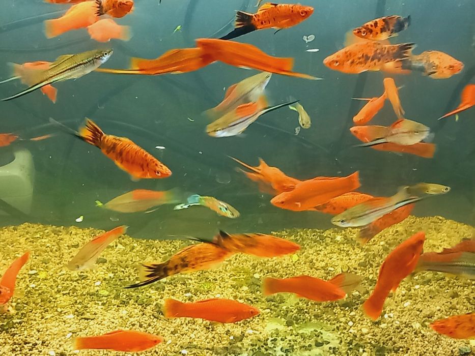 Mieczyk ryba akwariowa