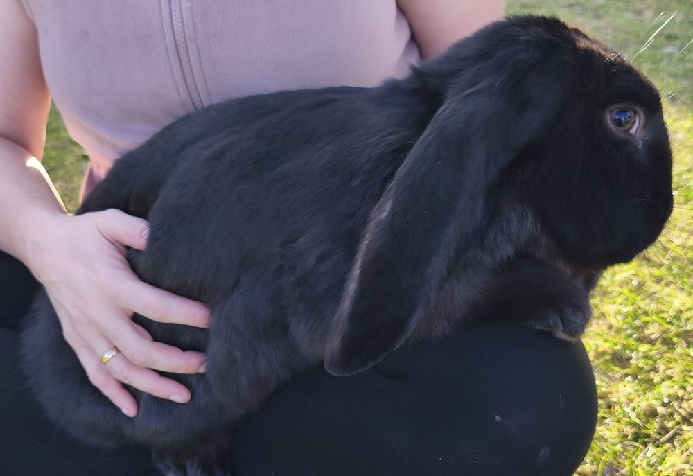 Sprzedam króliki samce , samice