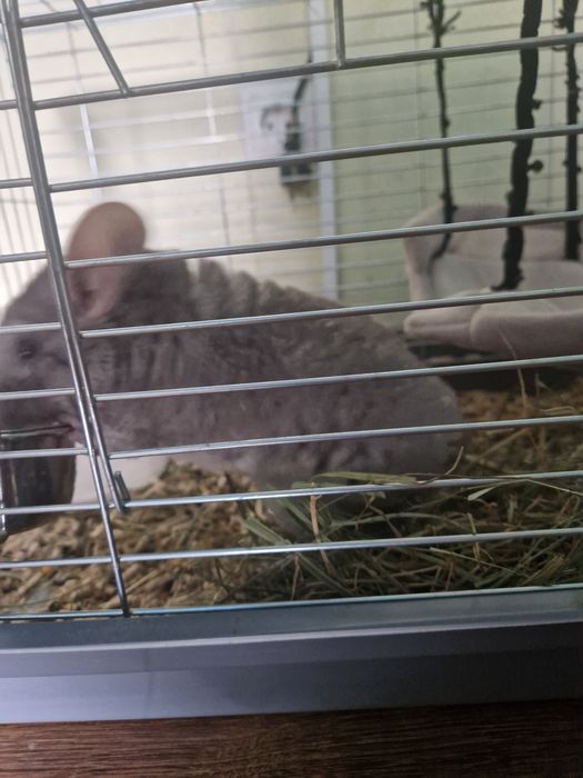 Клітка для гризуна