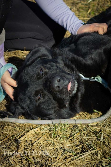 Berni, duży ciapowaty prawie-labek rozczuli każdego (pies do adopcji)