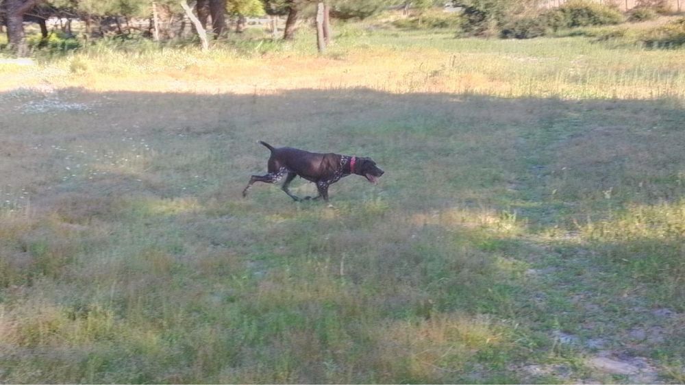 Tenho cães de raça para venda interessados mandar mensagem privada   Dispensamos curiosos , só pessoas realmente interessadas   Obrigada