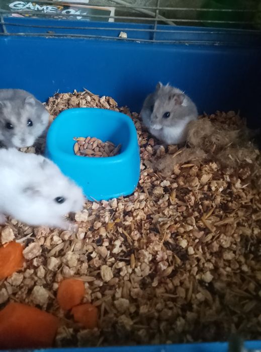 Джунгарские хомячки