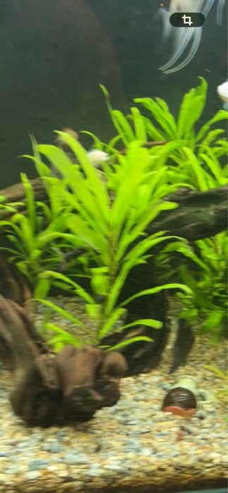 Plantas para aquario envio