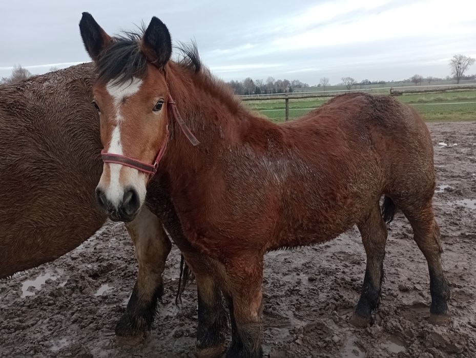 Zrebica zimnokrwista