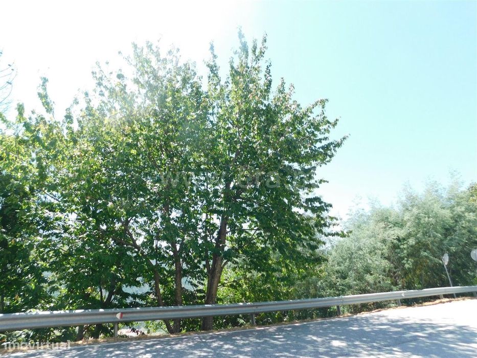 Terreno Urbano / Seia, Loriga