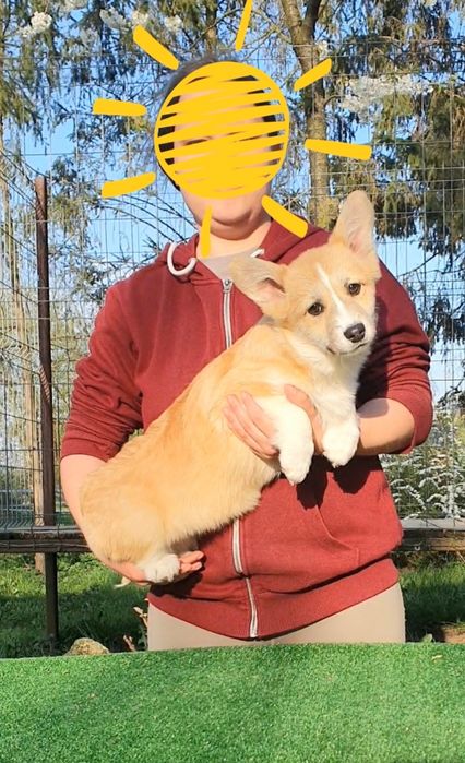 Welsh corgi pembroke FCI