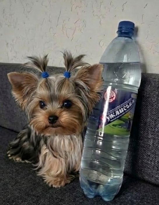 Мікро йорчик хлопчик.