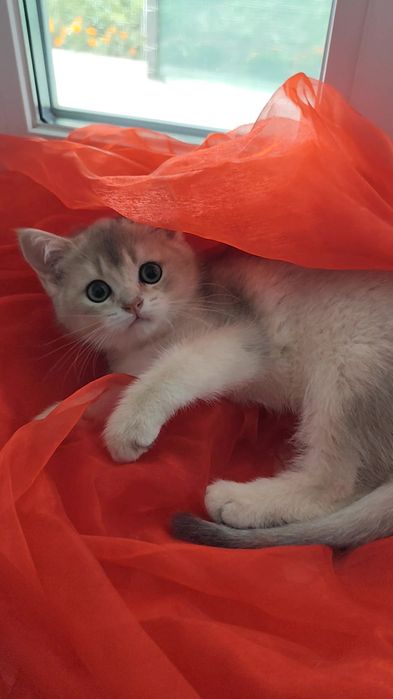 Прямовухий хлопчик шотландська золота шиншила