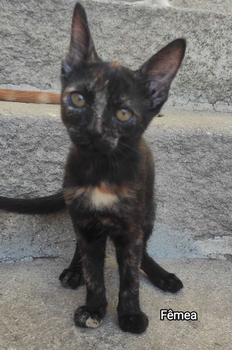Gatinhos super meigos e brincalhões para adoção responsável!