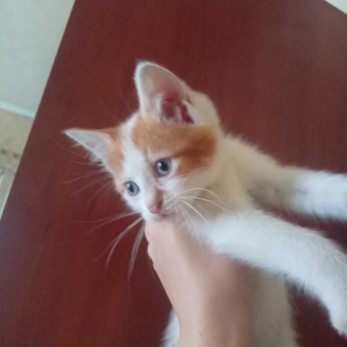 Славянск, отдаю котят в добрые руки
