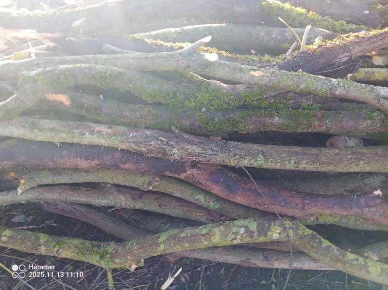 drewno drzewo opalowe z transportem