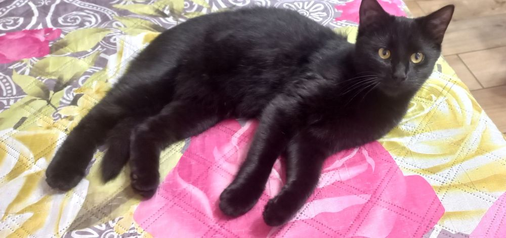 Кошення безкоштовно