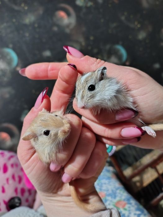 Мишки,Піщані мишки