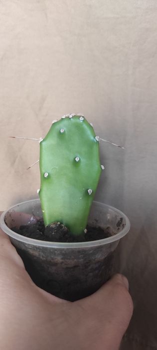 Маранта, опунція, сансевієрія, еуфорбія, фікус, хатіора, кактус