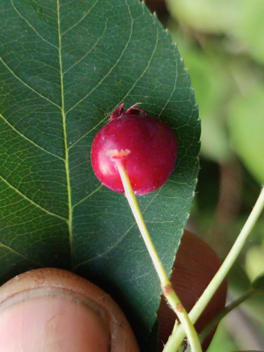 Amelanchier ovalis