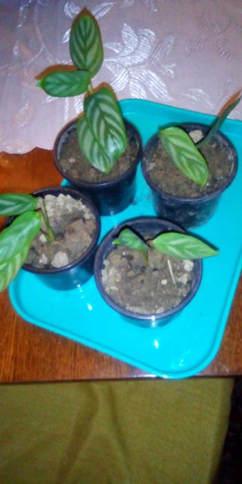 Квіти різноманітніші домашні